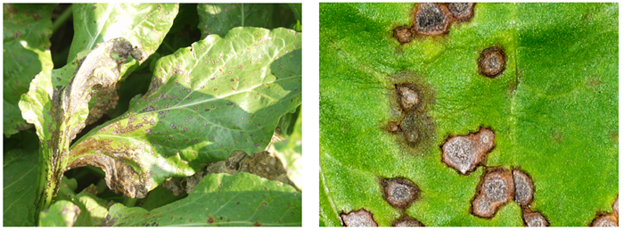 Cercospora zonder tekst.png
